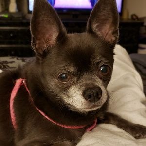 Meet your Posher, Noel